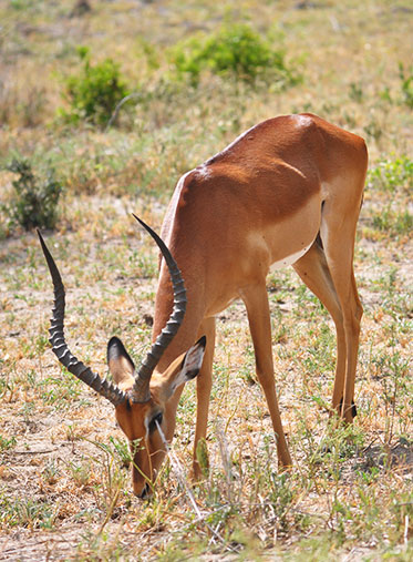 Male-Impalas--Wildlife-Safari-Tanzania