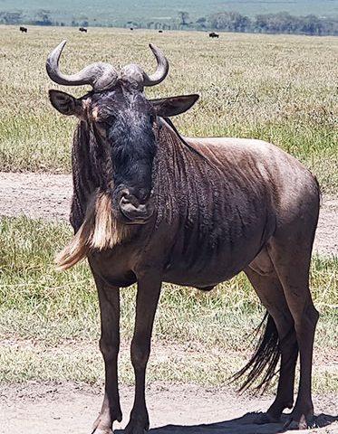 Male-Wildebeest-Serengeti-Migration-Safari