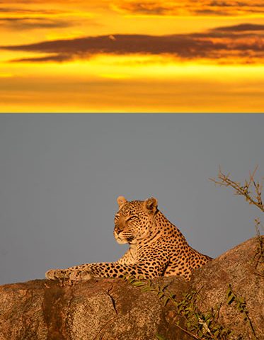 Serengeti-and-Maasai-Mara-Combine-Safari
