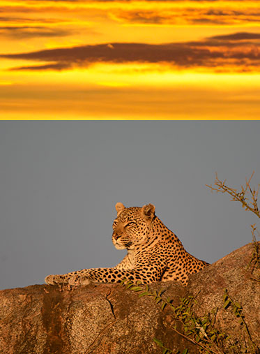 Serengeti-and-Maasai-Mara-Combine-Safari