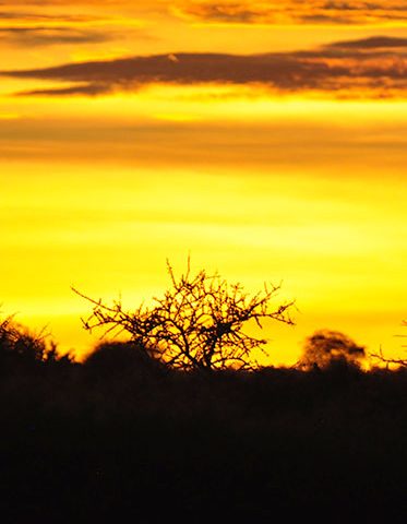 Sunrise-Kenya-and-Tanzania-Safari