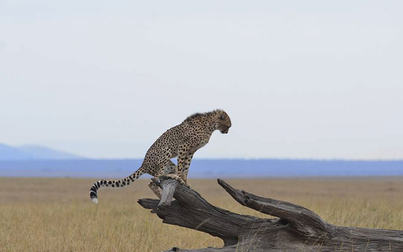 Teenager-Cheetah-Tanzania-classic-Safari