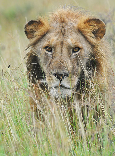 The-King-Face-Tanzania-Join-Safari