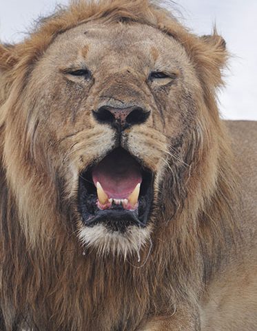 The-King-Teeth-Tanzania-Wildlife-Safari