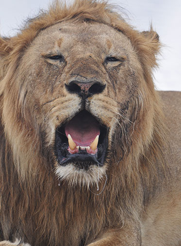 The-King-Teeth-Tanzania-Wildlife-Safari