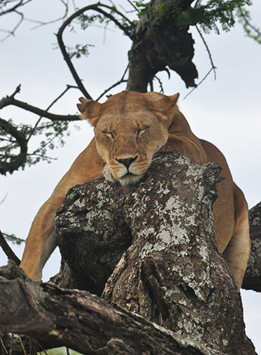 Tree-climbing-lion-Tanzania-Safari-Package