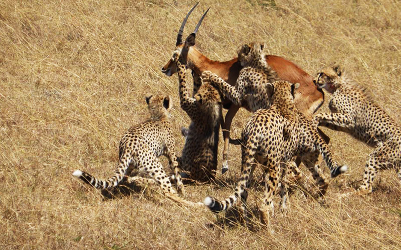 cheetah-Tanzania-shared-Safari