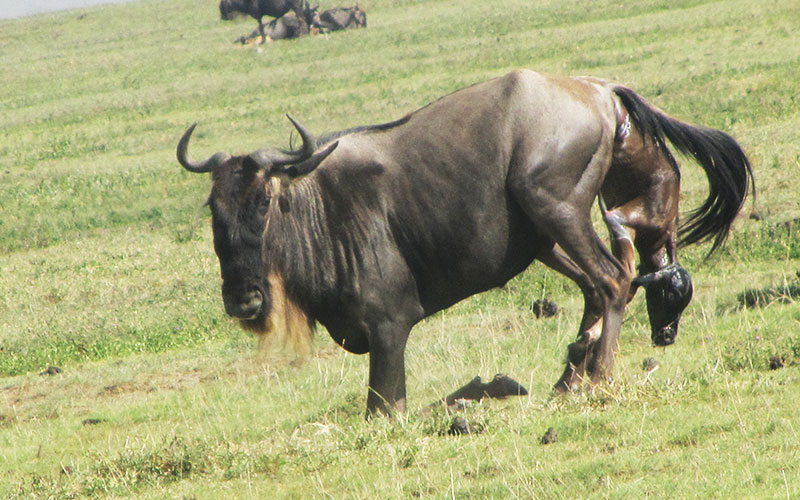 female-Wildebeest-giving-birth-Tanzania-Migration-calving-season