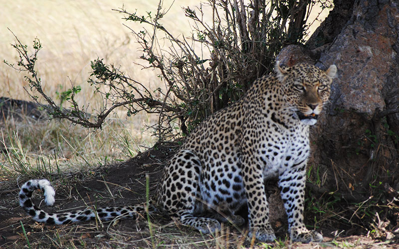 female-leopard-Tanzania-private-Wildlife-Safari