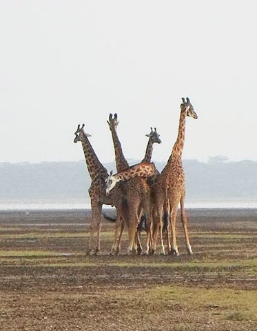 giraffe-Serengeti-Tanzania-Wildlife-Safari