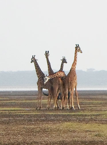 giraffe-Serengeti-Tanzania-Wildlife-Safari