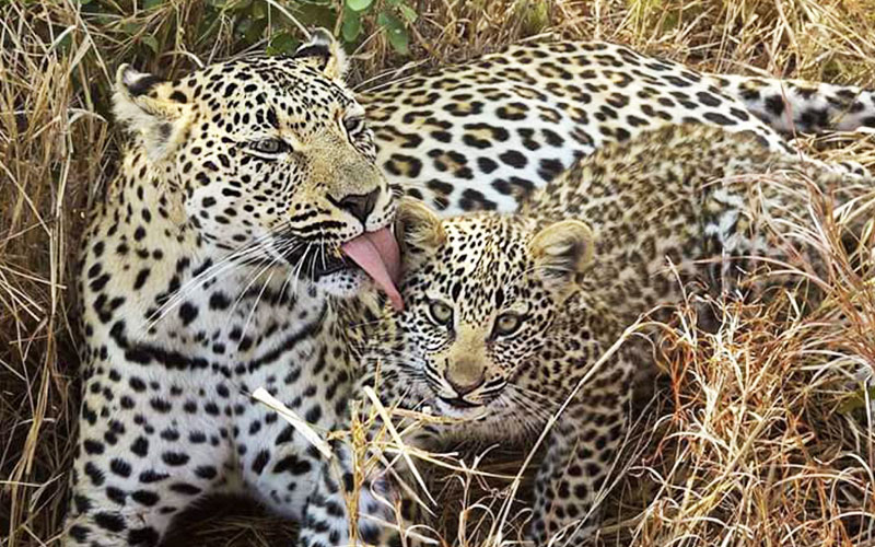 leopard-with-cubs-Tanzania-honeymoon-safari
