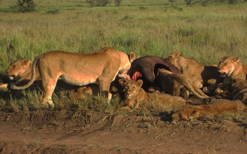 lion-pride-with-Kill-Tanzania-and-Kenya-Safari