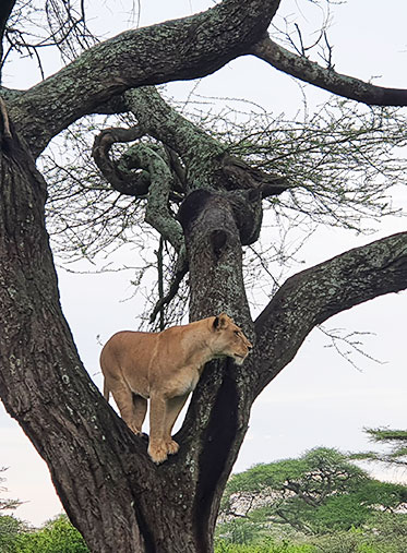 lioness-on-the-Tree-Tanzania-wildebeest-Migration-Calving-Seoson
