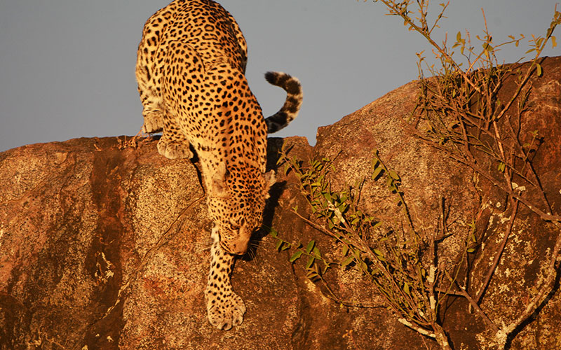 Amboseli-and-Masai-Mara-Safari-explore-leopard