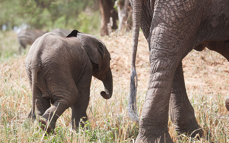 Baby-elephant-Zanzibar-and-Selous-best-Safari
