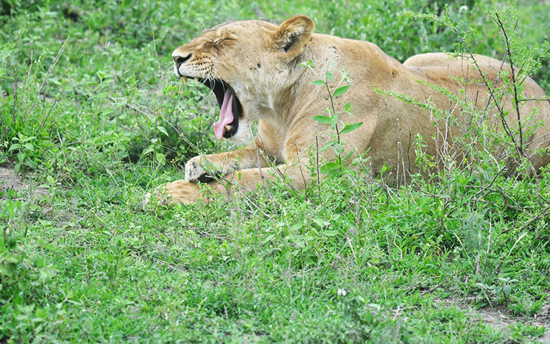 Best-Experience-private-Safari-lioness-teeth