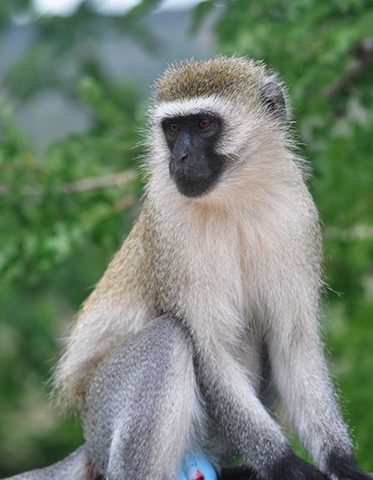 Black-faced-monkey-Zanzibar-and-Mikumi-Safari