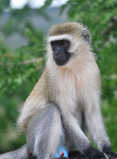 Black-faced-monkey-Zanzibar-and-Mikumi-Safari