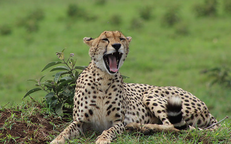 Cheetah-in-Kenya-Safari-Masai-Mara