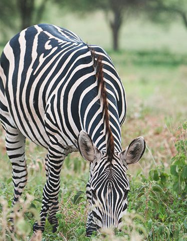 Common-Zebra-saadan-Safari