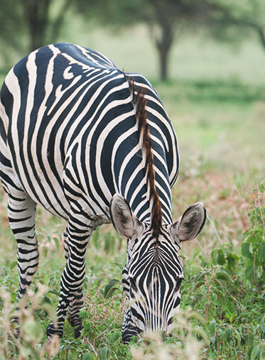 Common-Zebra-saadan-Safari