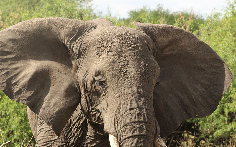Elephant-head-in-Kenya-Safari-Amboseli
