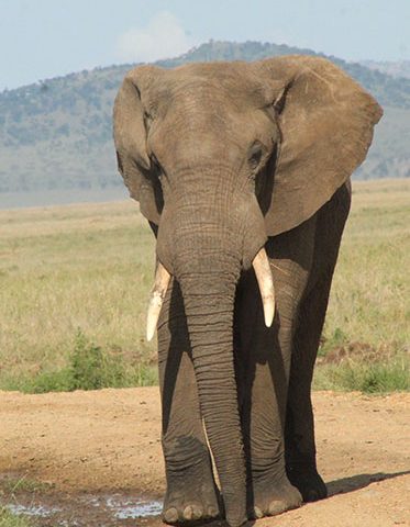Elephant-walk-Tanzania-family-Safari