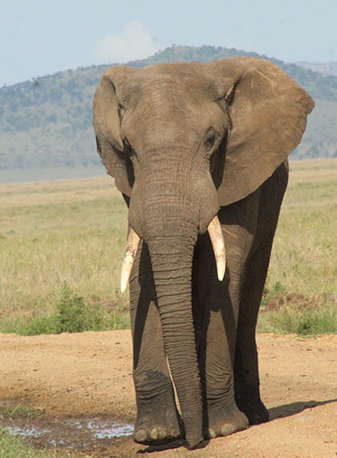 Elephant-walk-Tanzania-family-Safari