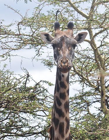 Giraffe-face-Best-Experience-private-safari