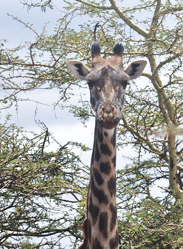 Giraffe-face-Best-Experience-private-safari