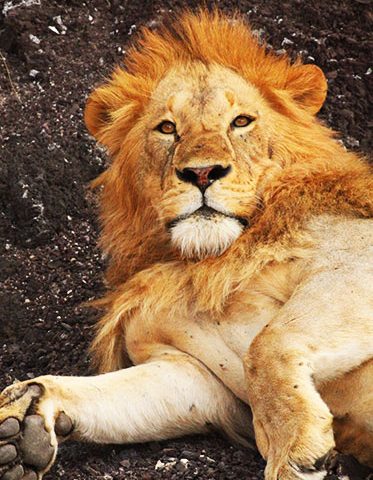King-face-Tanzania-family-Safari
