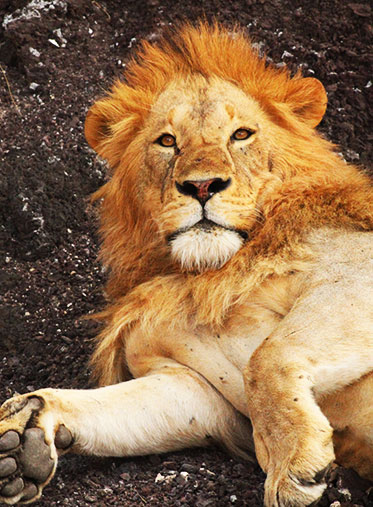 King-face-Tanzania-family-Safari
