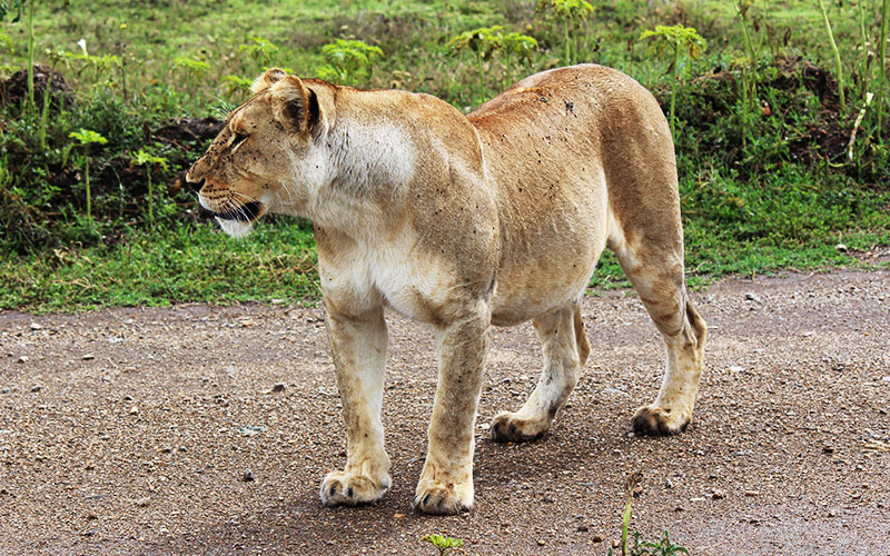 Mama-Simba-Kenya-Camping-Safari