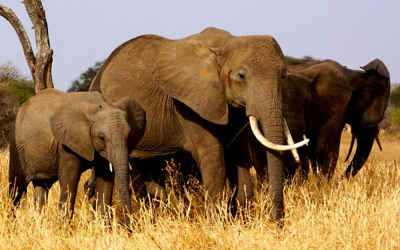 Tanzania-luxury-Safari-7-days-elephant-family