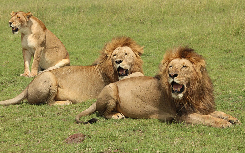 The-King-of-jungle-Tanzania-family-Safari