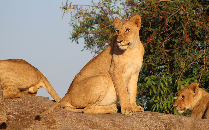 The-lion-Tanzania-private-safari-9-day
