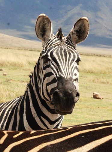 Zebra-face-Tanzania-luxury-safari