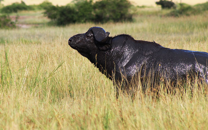 buffaloes-Serengeti-and-ngorongoro-safari-from-zanzibar