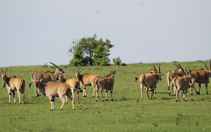 biggest-Antelope-in-Tanzania-family-Safari