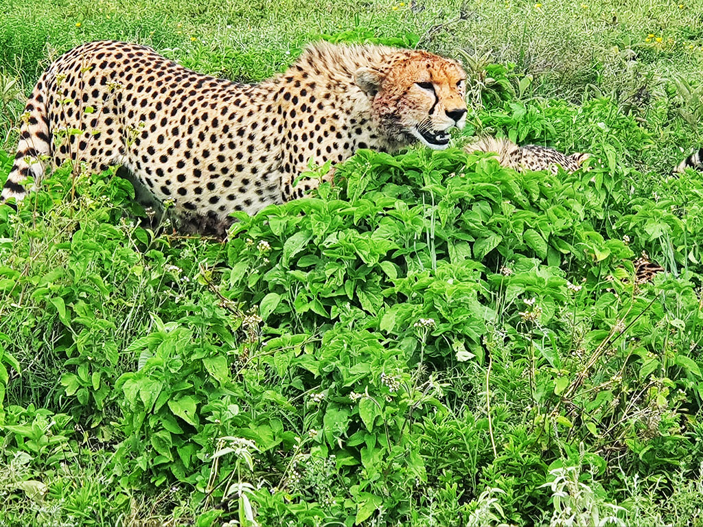 cheetah-in-Kenya-Safari