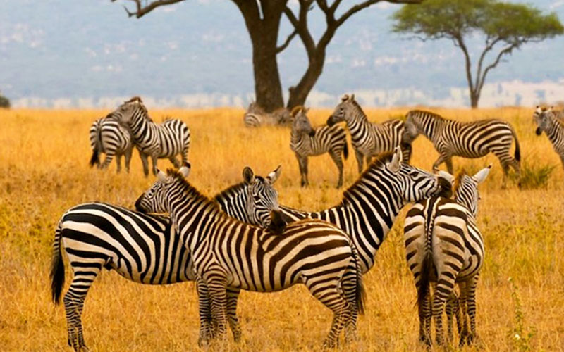 common-Zebra-Kenya-Safari-Masai-mara