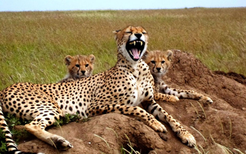 fastest-animal-Cheetah-Tanzania-family-safari-8-day