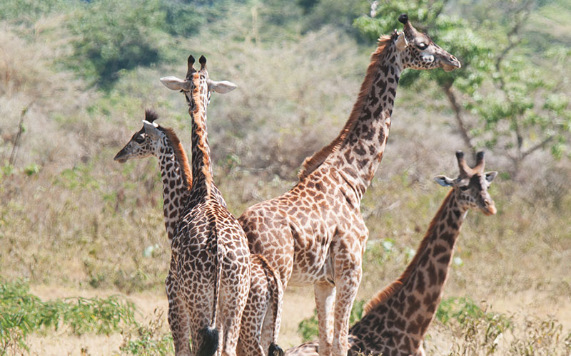 giraffe-Dar-to-Saadani-Safari