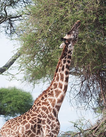 giraffe-Tanzania-private-Safari