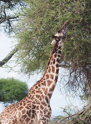 giraffe-Tanzania-private-Safari