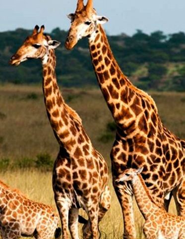 giraffe-with-baby-Tanzania-luxury-safari