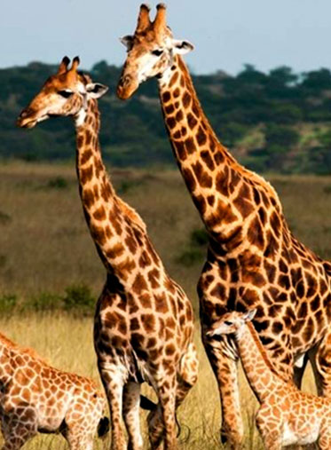giraffe-with-baby-Tanzania-luxury-safari