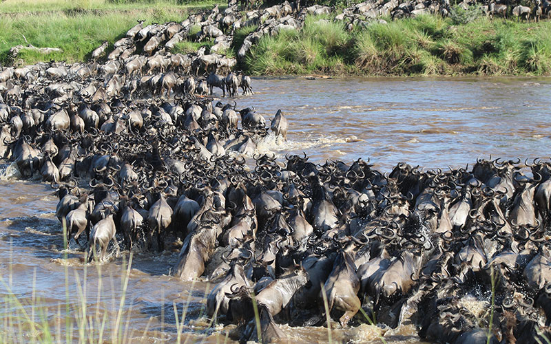 great-migration-crossing-Tanzania-luxury-safari