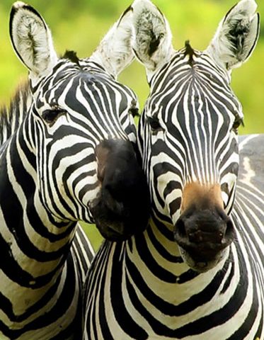 lovely-Zebra